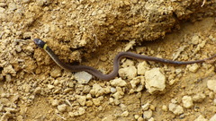 Erythrolamprus macrosomus