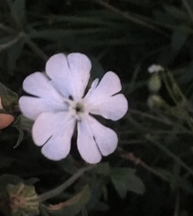 Silene latifolia