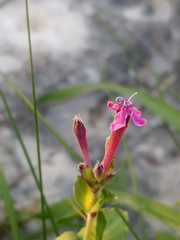 Silene aegyptiaca