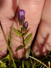 Gentianella uliginosa