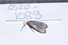 Atyphopsis modesta