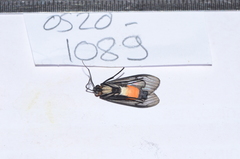 Atyphopsis modesta