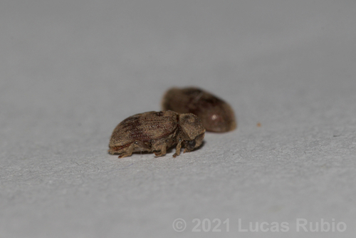 pubescent anobiid beetle