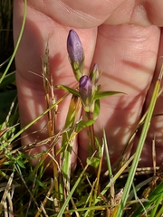 Gentianella uliginosa