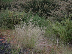 Aristida mutabilis