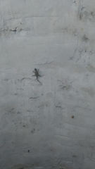 Sceloporus grammicus