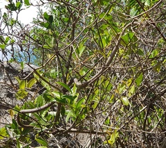 Thelotornis capensis