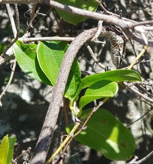 Thelotornis capensis