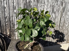 Ficus triangularis