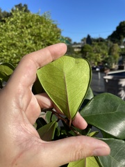Ficus triangularis