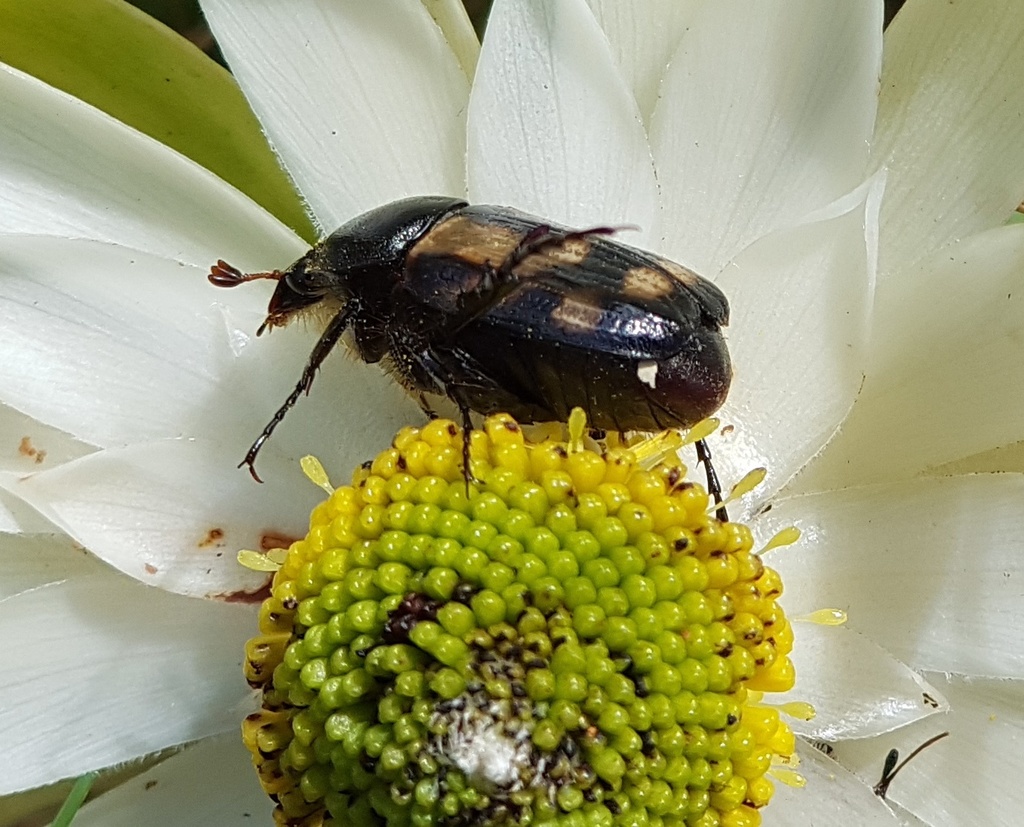 Stripsipher turneri