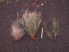 Aristida mutabilis