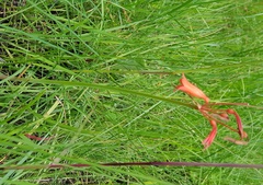 Cyrtanthus brachyscyphus