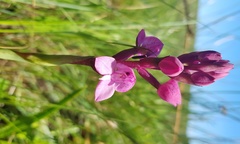 Disa caffra