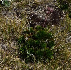 Aciphylla congesta