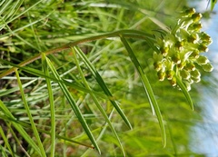 Xysmalobium involucratum