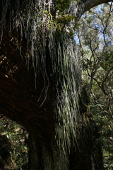 Vittaria isoetifolia