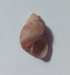 Tricolia pullus