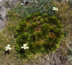 Aciphylla crosby-smithii
