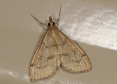Metasia dicealis
