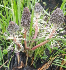 Ledebouria floribunda