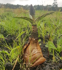 Ledebouria floribunda