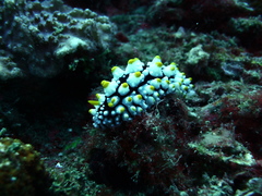 Phyllidia elegans