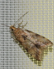 Brachmia blandella