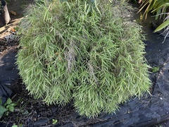 Pogonatherum paniceum