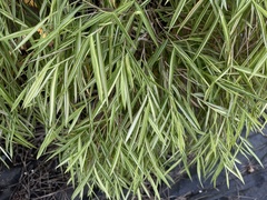 Pogonatherum paniceum