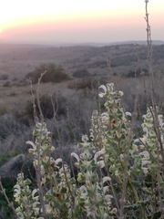 Salvia dominica