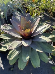 Alcantarea imperialis