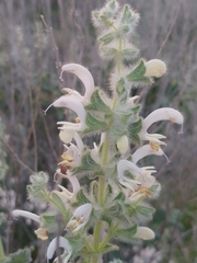 Salvia dominica