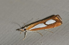 Catoptria pinella
