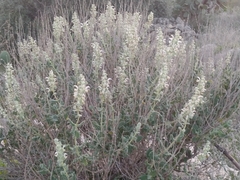 Salvia dominica