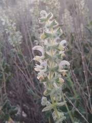 Salvia dominica