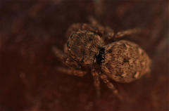 Salticidae