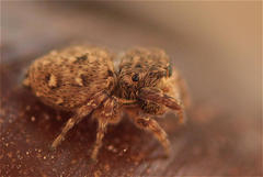 Salticidae