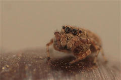 Salticidae