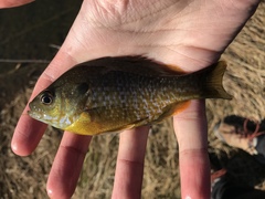 Lepomis macrochirus × cyanellus