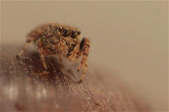 Salticidae