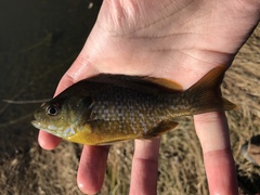 Lepomis macrochirus × cyanellus