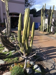 Lophocereus
