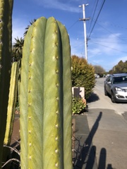 Lophocereus