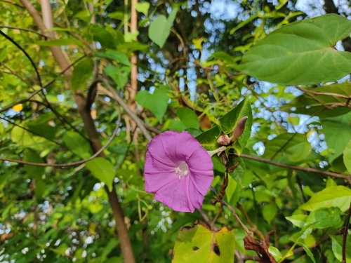 Ipomoea mcvaughii · iNaturalist