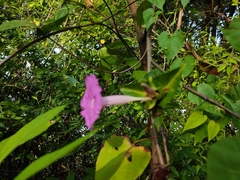 Ipomoea mcvaughii