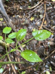 Rubus nebulosus