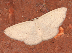 Poecilasthena anthodes