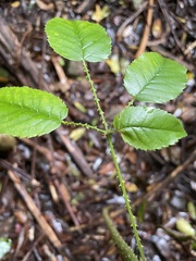 Rubus nebulosus