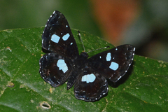 Calydna catana